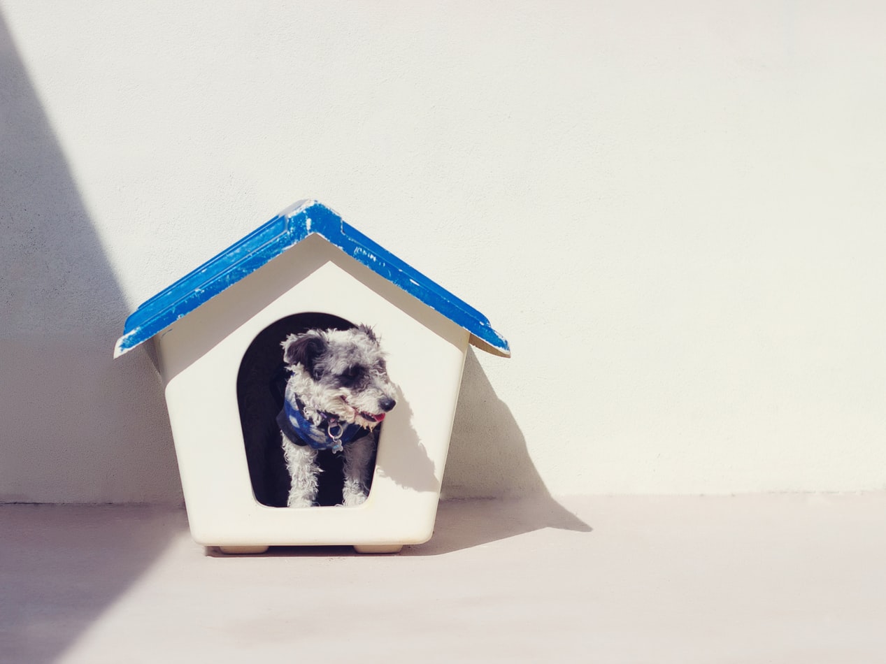 tiny dog house